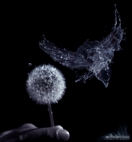 Фотография на забавен кадър -High-Speed-Photography-36.jpg