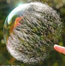 Фотография на забавен кадър -slow-motion-photography-baloon-explode-4.jpg