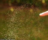 Фотография на забавен кадър -slow-motion-photography-baloon-explode-5.jpg